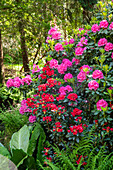 Rhododendron