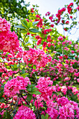 Rhododendron luteum, pink