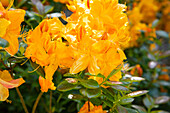 Rhododendron luteum 'Klondyke'