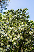 Rhododendron, cream white