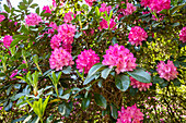 Rhododendron, pink