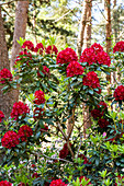 Rhododendron, red