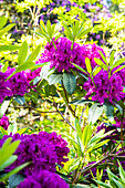 Rhododendron, violett