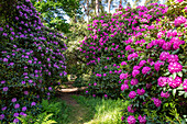Path in the rhododendron park