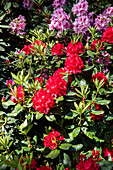 Rhododendron, red