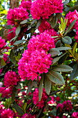 Rhododendron, pink