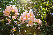 Rhododendron, pink