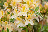 Rhododendron luteum 'Daviesii'