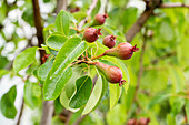 Pear - Fruiting