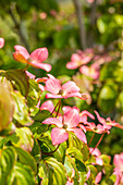 Cornus kousa 'Satomi'®