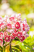 Kalmia latifolia var. myrtifolia 'Minuet'