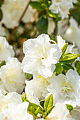 Rhododendron obtusum 'Schneeperle'®