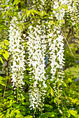 Wisteria sinensis 'Alba'