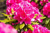 Rhododendron 'Catharine van Tol'