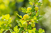 Ribes uva-crispa 'Hinnonmäki', grün