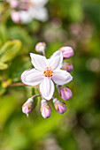 Deutzia x hybrida 'Mont Rose'