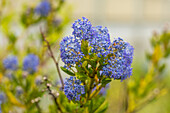 Ceanothus impressus 'Victoria'