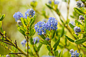 Ceanothus impressus 'Victoria'