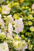 Hydrangea macrophylla 'Runaway Bride'®
