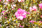 Rhododendron obtusum 'Rokoko'