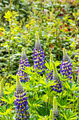 Lupinus polyphyllus, blau