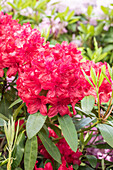 Rhododendron 'Blinklicht'®