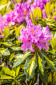 Rhododendron 'Goldflimmer'