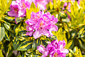 Rhododendron 'Goldflimmer'