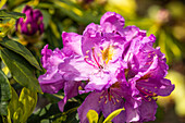 Rhododendron 'Goldflimmer'