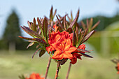 Rhododendron luteum 'Fireball'