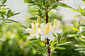 Rhododendron luteum 'Daviesii'