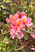 Rhododendron luteum 'Coccinea Speciosa'