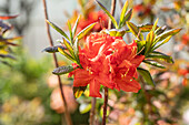Rhododendron luteum 'Royal Command'