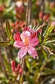 Rhododendron viscosum 'Juniduft'