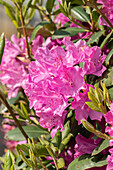 Rhododendron 'Walküre'®