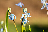 Scilla siberica