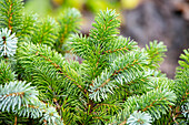 Picea sitchensis 'Silberzwerg'