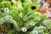 Picea sitchensis 'Silberzwerg'