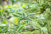 Picea sitchensis 'Schermbeck'