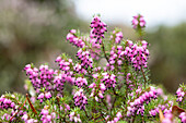 Erica darleyensis 'Lena'