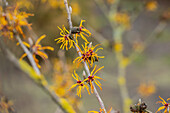 Hamamelis x intermedia 'Allgold'