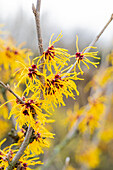 Hamamelis x intermedia 'Barmstedt's Gold'