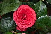 Camellia japonica, rot