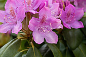 Rhododendron 'Catawbiense Boursault'