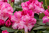 Rhododendron 'Germania'®