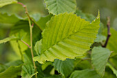 Carpinus betulus 'Columnaris'