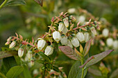 Vaccinium corymbosum 'Elisabeth'