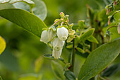 Vaccinium corymbosum 'Blue Jay'