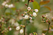 Vaccinium corymbosum 'Alvar'®