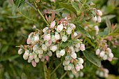 Vaccinium corymbosum 'Sunshine Blue'